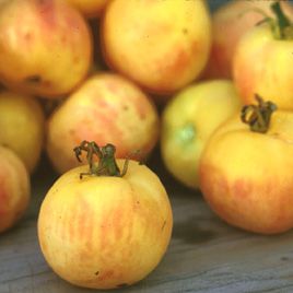 TOMATO 'Fuzzy Peach'