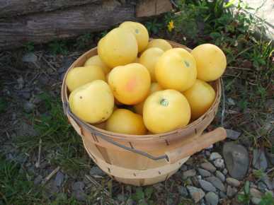 TOMATO 'Garden Peach'