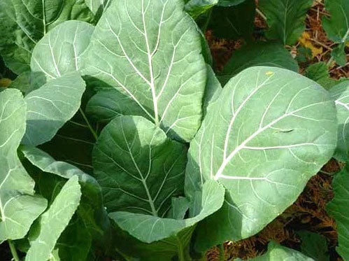 COLLARDS 'Georgia Southern'
