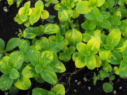 MINT 'Ginger' --Mentha arvensis 'Variegata'--