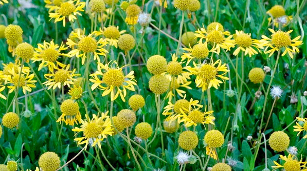 Gaillardia aestivalis --Glitz 'n Glamour Blanket Flower--
