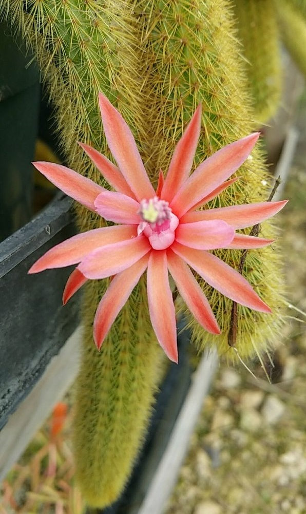 Cleistocactus winteri --Golden Rat Tail--