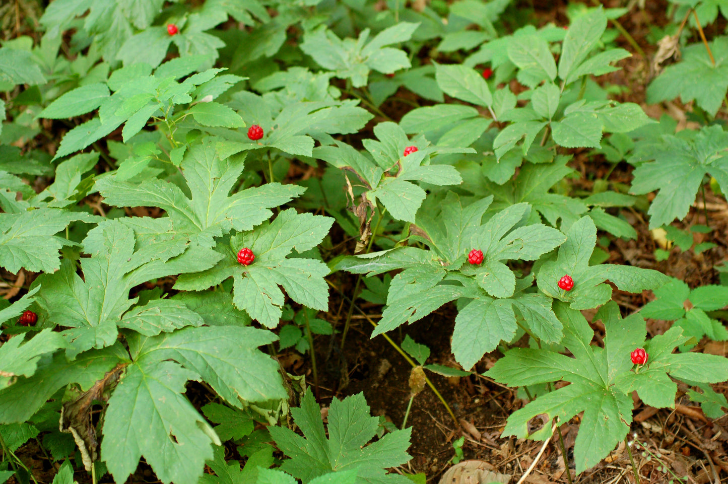GOLDENSEAL --Hydrastis canadensis--
