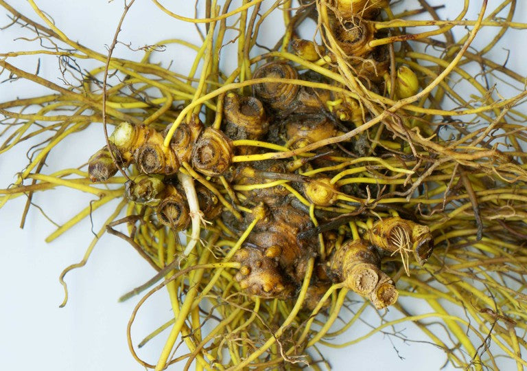 GOLDENSEAL --Hydrastis canadensis--