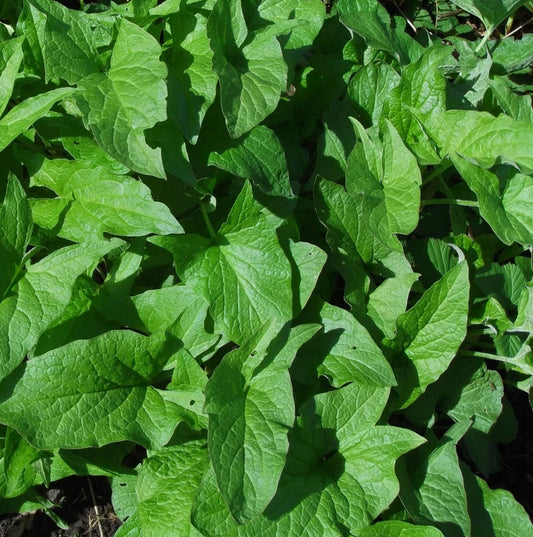 GOOD KING HENRY --Chenopodium bonus-henricus--