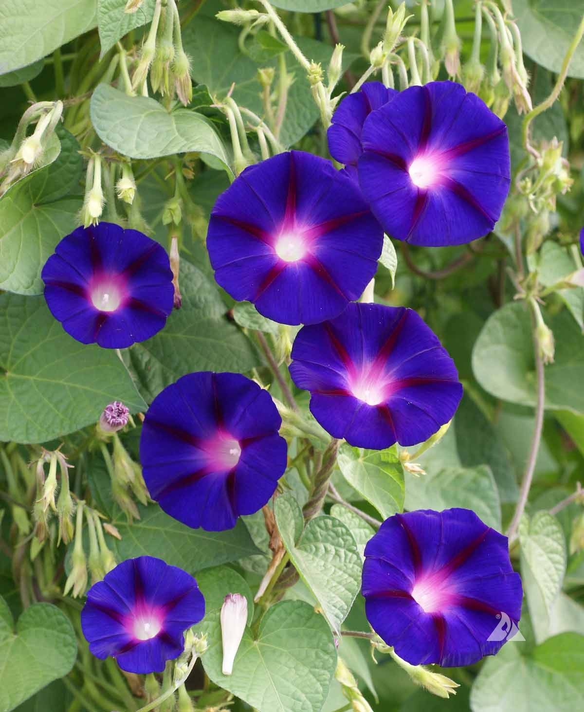 morning glory potted plant MORNING GLORY 'Grandpa Ott'