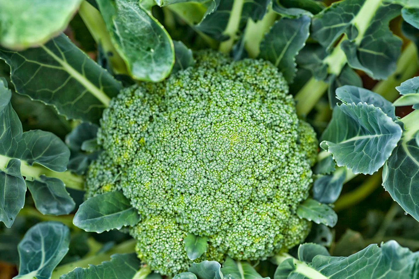 BROCCOLI 'Green Magic'