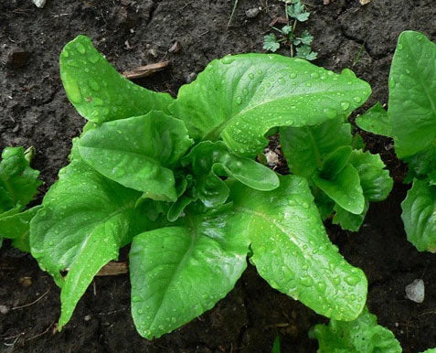 LETTUCE 'Green Deer Tongue'