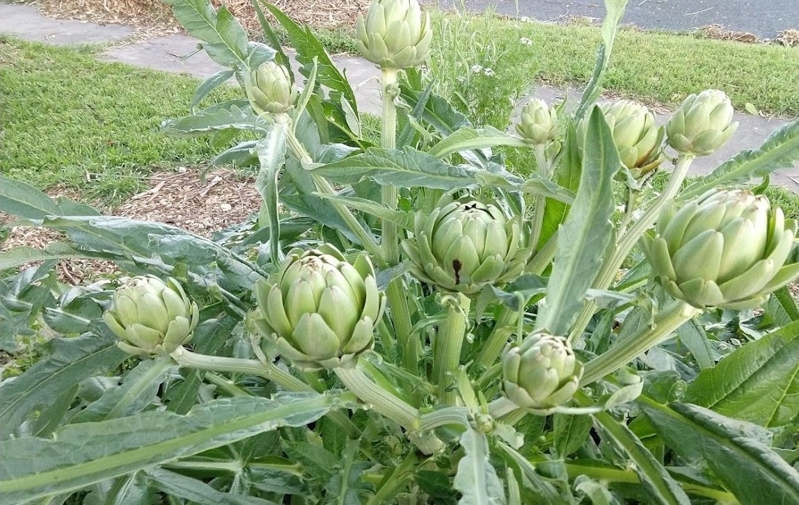 ARTICHOKE 'Green Globe'