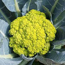 CAULIFLOWER 'Green Macerata'