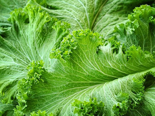 MUSTARD GREENS 'Green Wave'