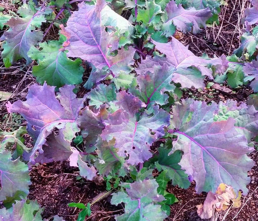 KALE 'Willem's Blauwe Groninger'