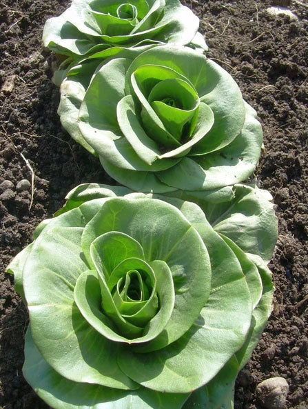 RADICCHIO 'Grumolo'