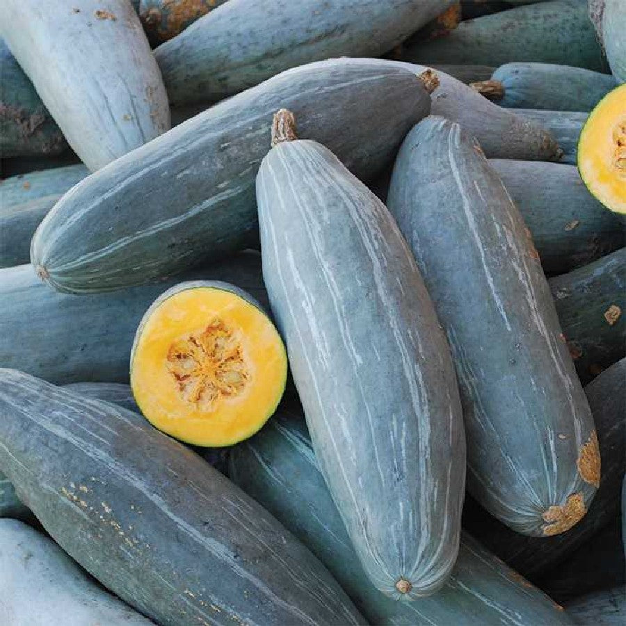 SQUASH 'Guatemalan Blue'