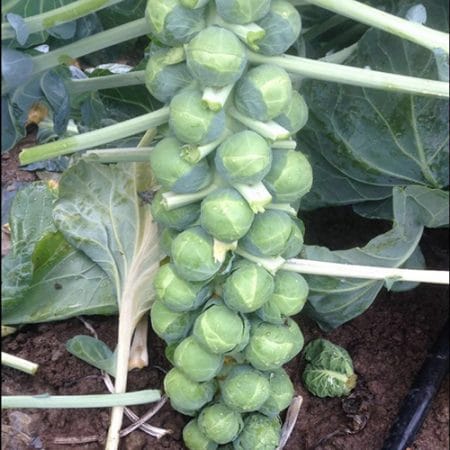 BRUSSELS SPROUT 'Gustus'