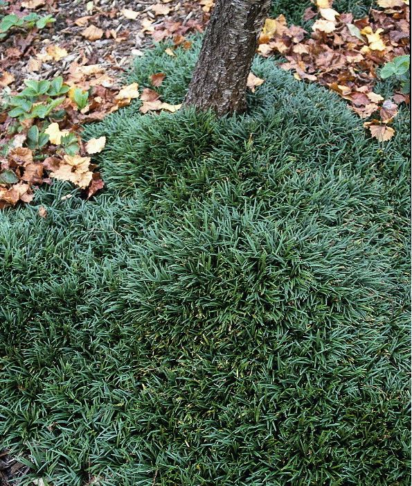 Ophiopogon japonicus 'Gyoku-Ryu' --Dwarf Mondo Grass--