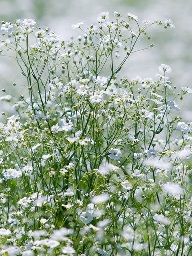BABY'S BREATH 'Covent Garden'