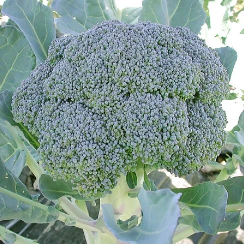 BROCCOLI 'Gypsy'