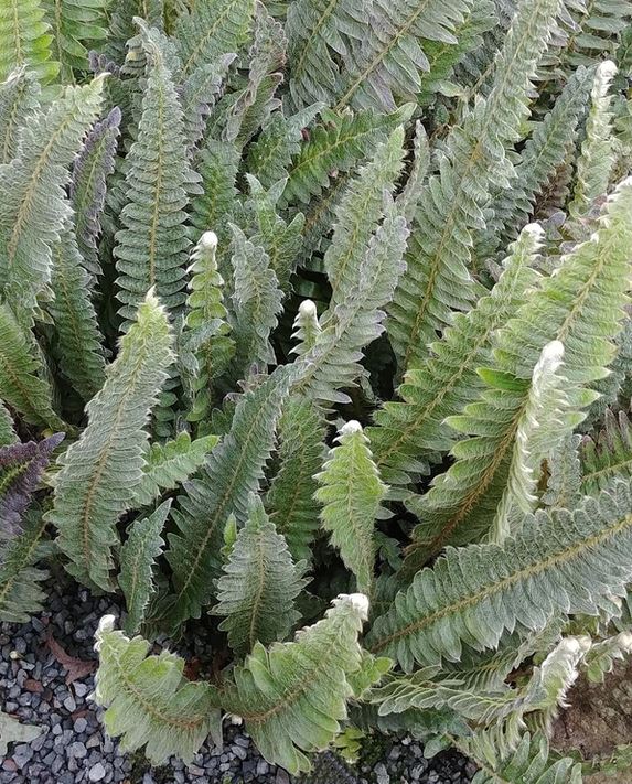 Pleopeltis lepidopteris 'Morro dos Conventos' --Brazilian Hairy Sword Fern--