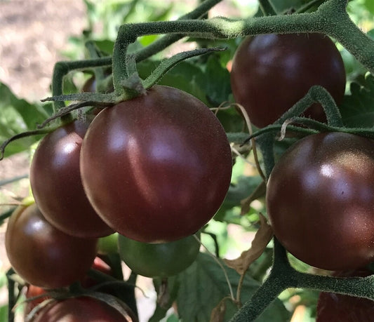 TOMATO 'Haley's Purple Comet'