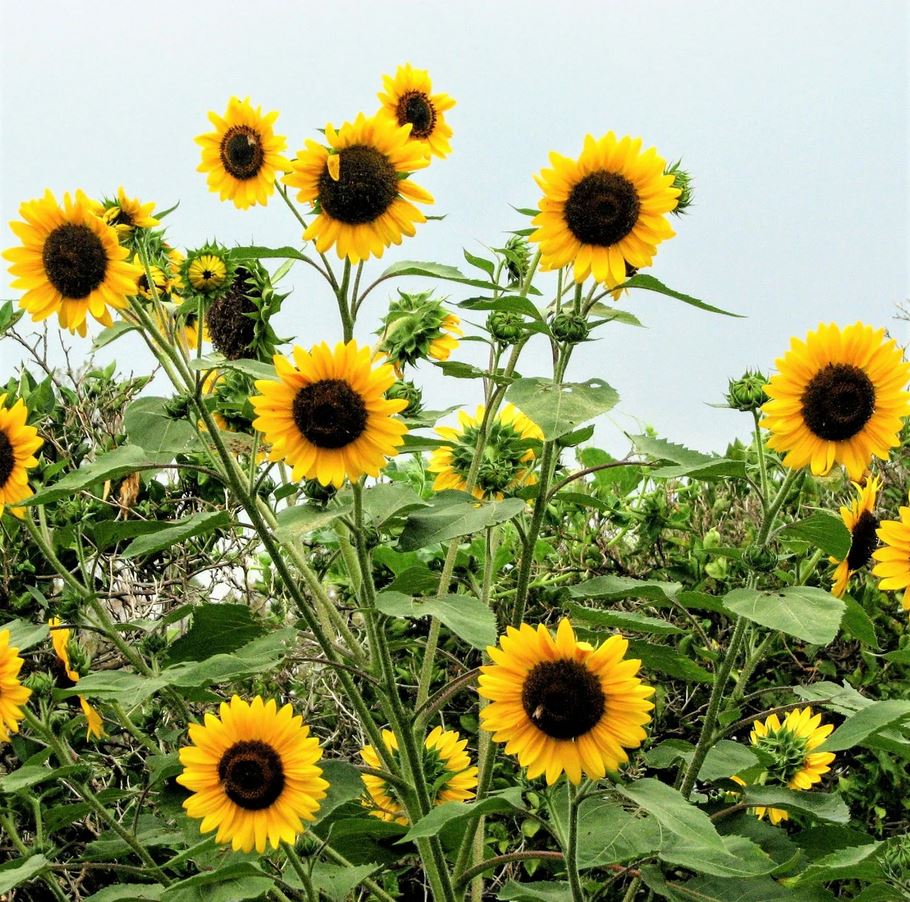 SUNFLOWER 'Henry Wilde'
