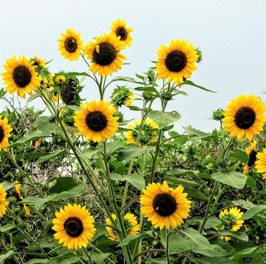 SUNFLOWER 'Henry Wilde'