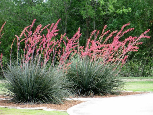 Hesperaloe parviflora --Red Yucca--