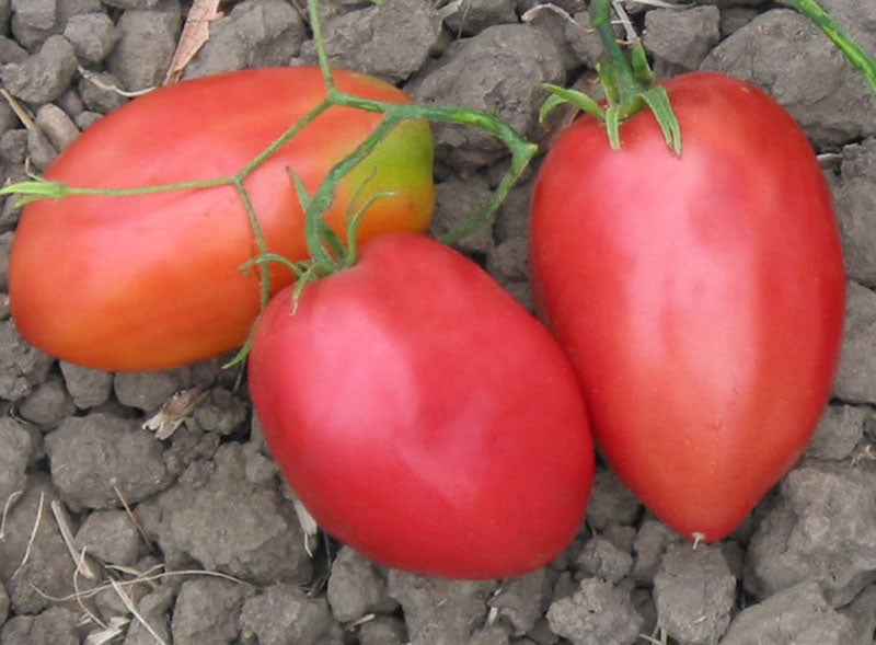 TOMATO 'Hog Heart'