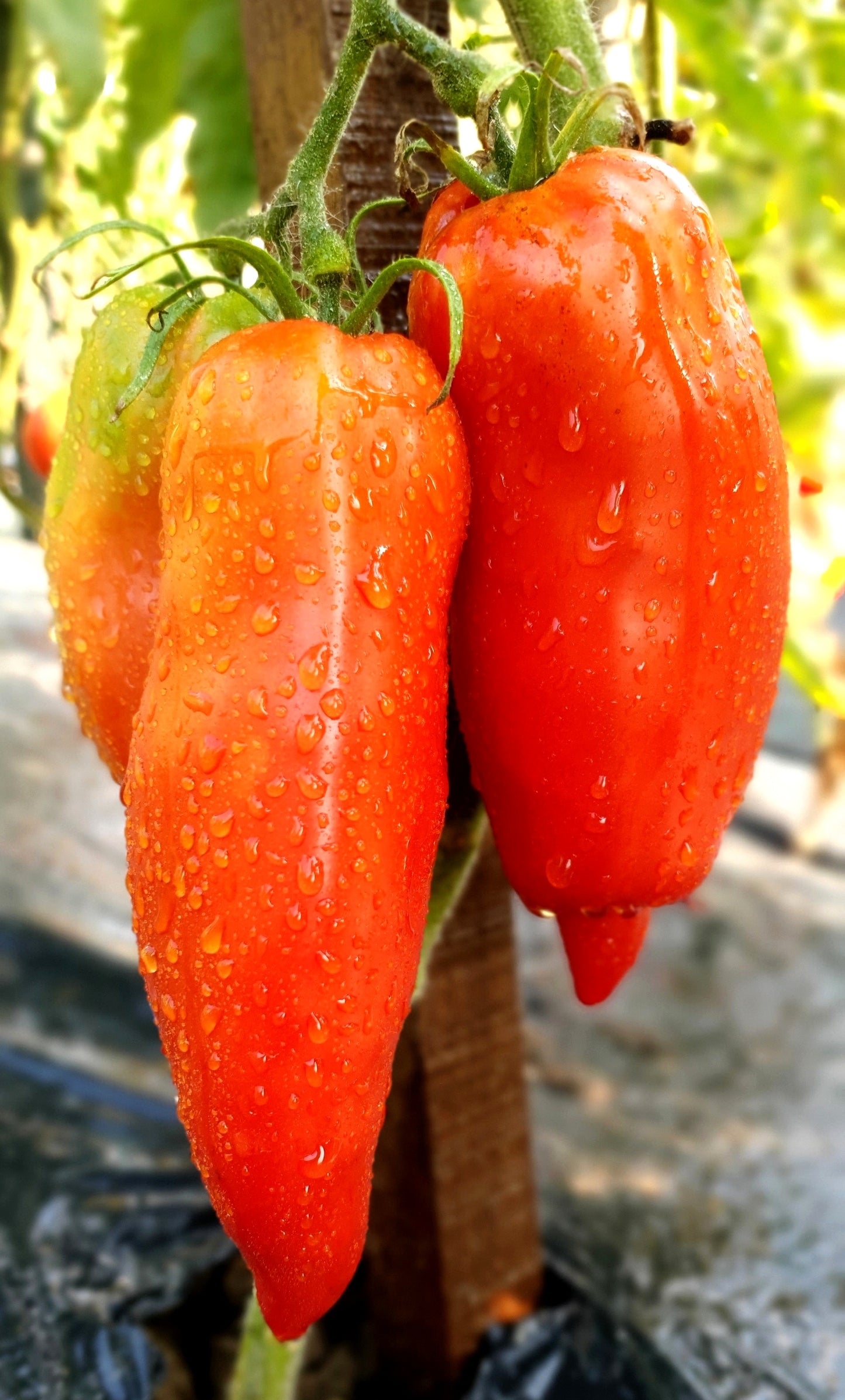 TOMATO 'Hog Heart'