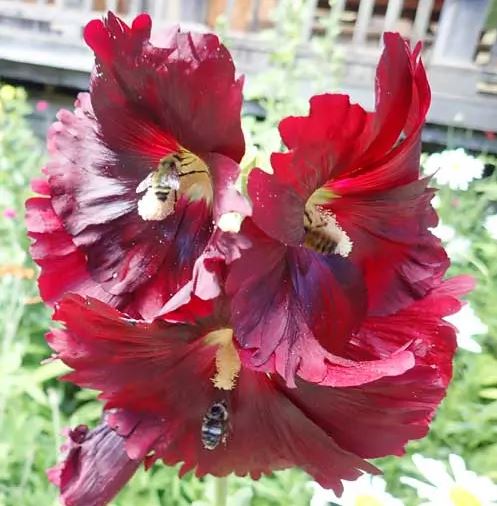 HOLLYHOCK 'Arabian Nights' --Alcea rosea 'Nigra'--