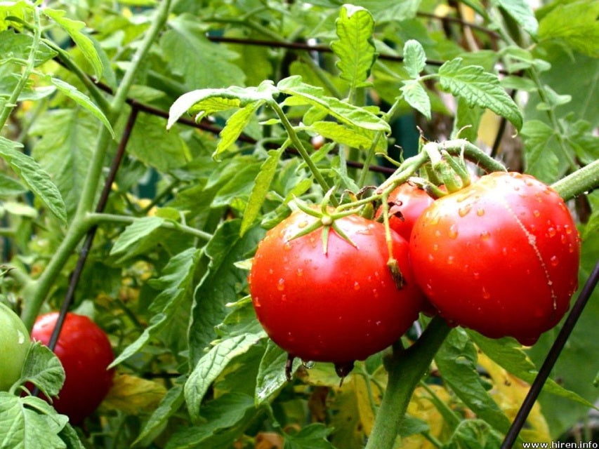 TOMATO 'Homestead'