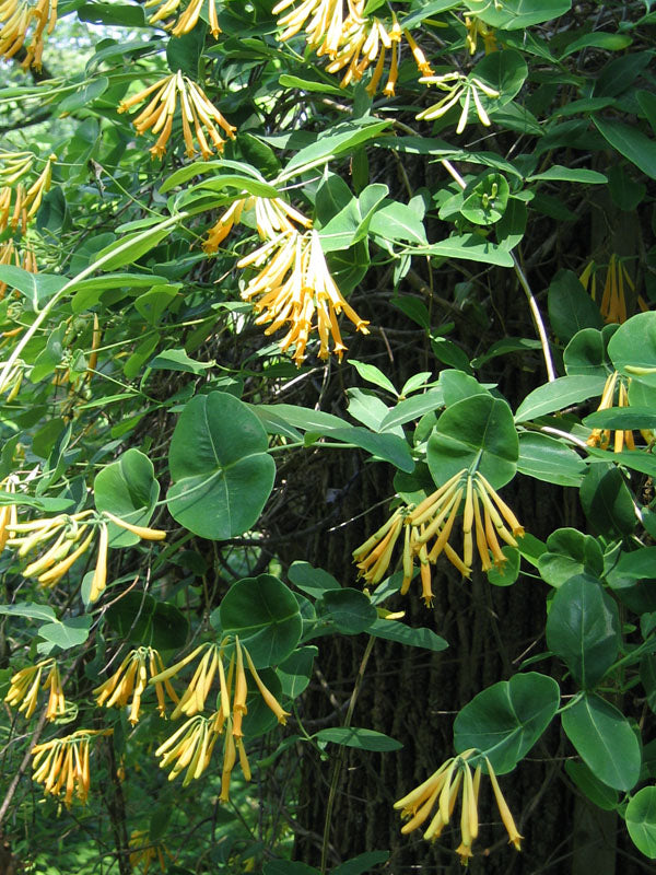 Lonicera sempervirens v. sulphurea --Yellow Texas Honeysuckle--