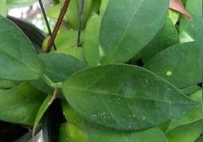 Hoya lacunosa x obscura 'Sunrise'