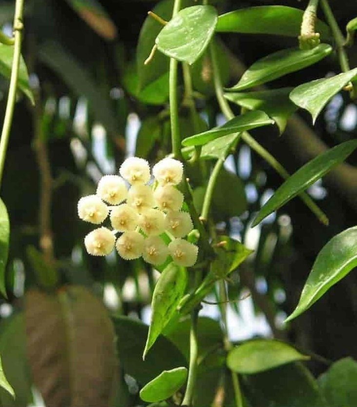 cinnamon scented wax plant Hoya lacunosa --Cinnamon-Scented Wax Plant--