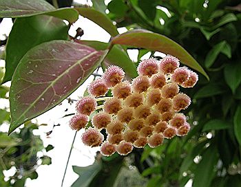 Hoya lacunosa x obscura 'Rebecca'