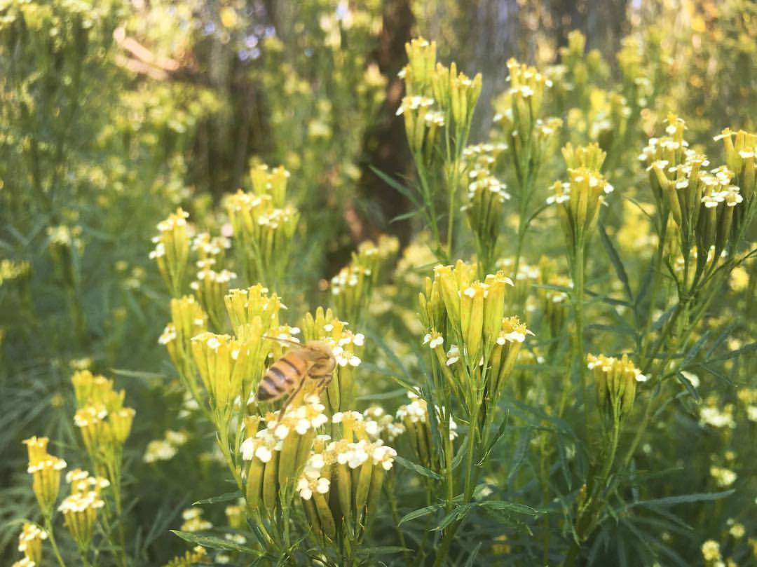 HUACATAY --Tagetes multiflora--