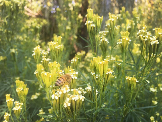 HUACATAY --Tagetes multiflora--