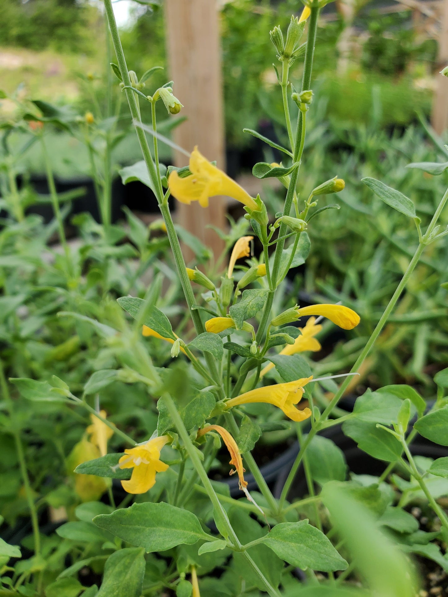 Agastache aurantiaca --Sunset Yellow Hyssop--