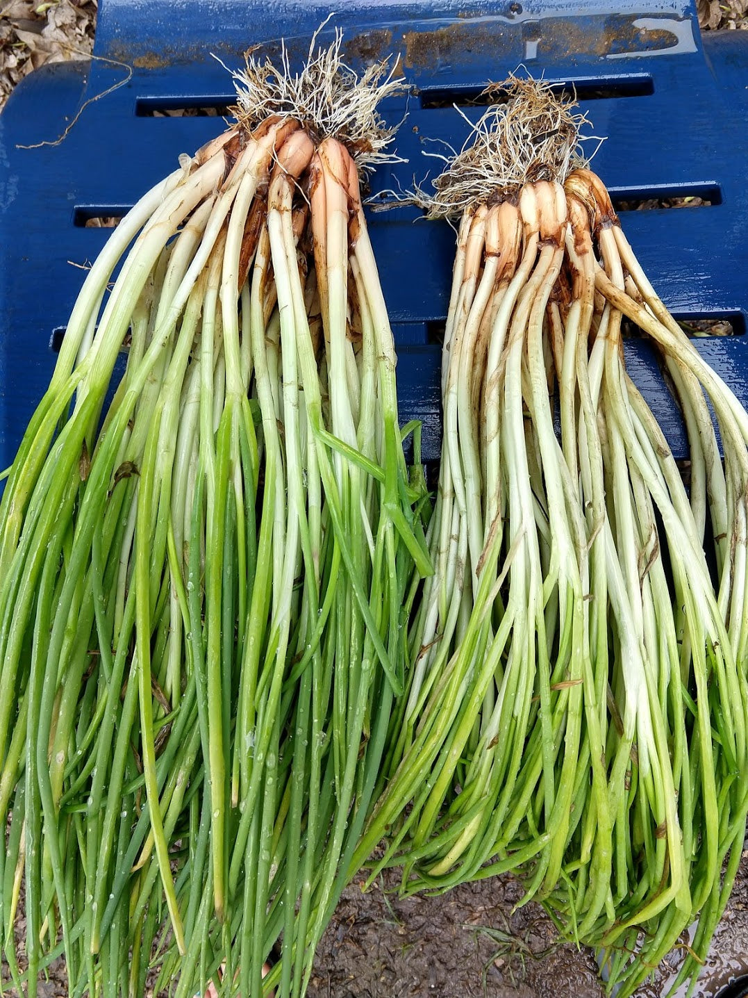 ONION 'I'itoi' --Allium cepa 'Aggregatum'--