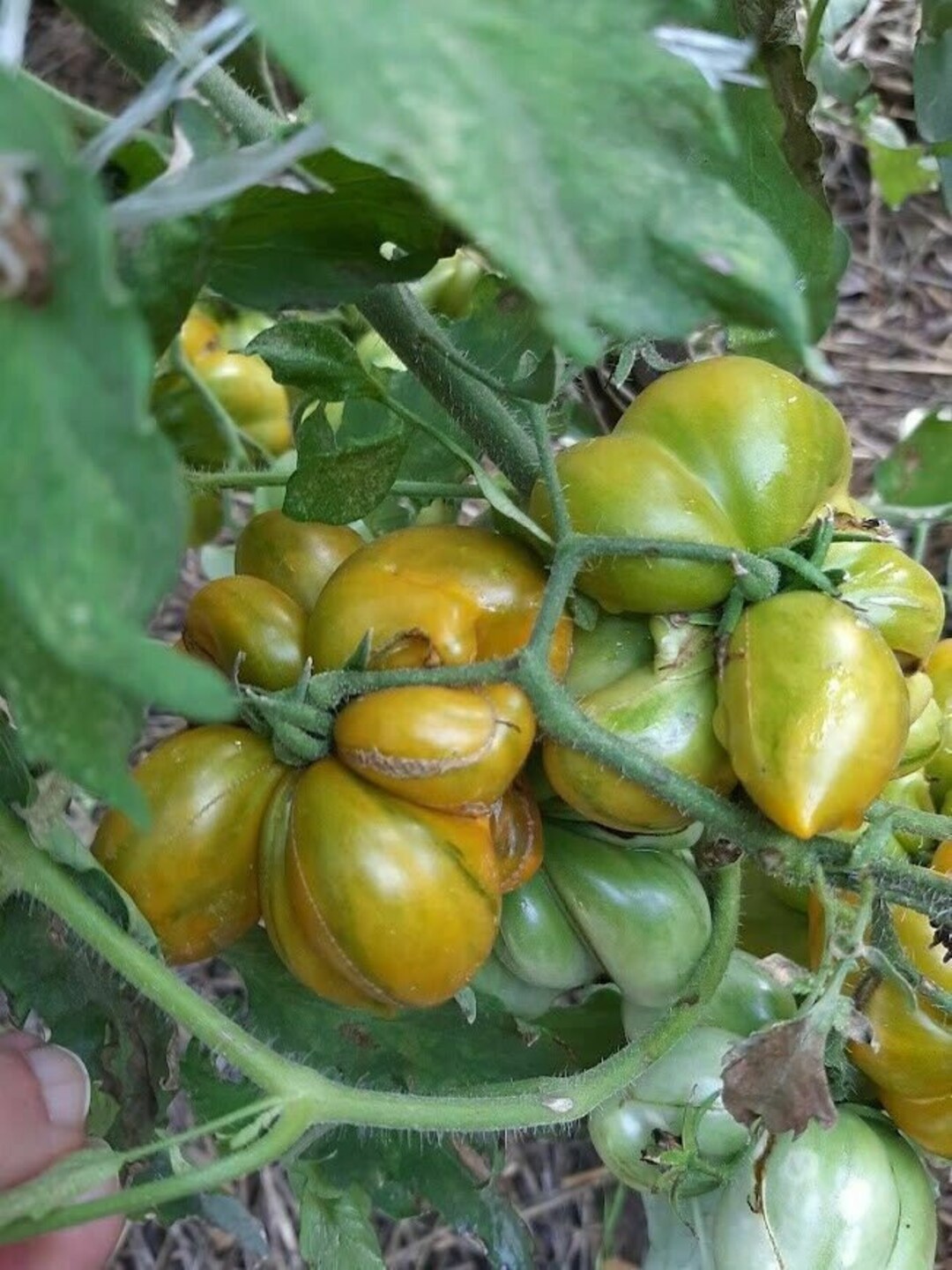 TOMATO 'Voyage' --Lycopersicon pimpinellifolium--
