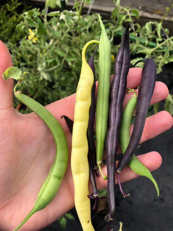 BEAN 'Mardi Gras Blend'