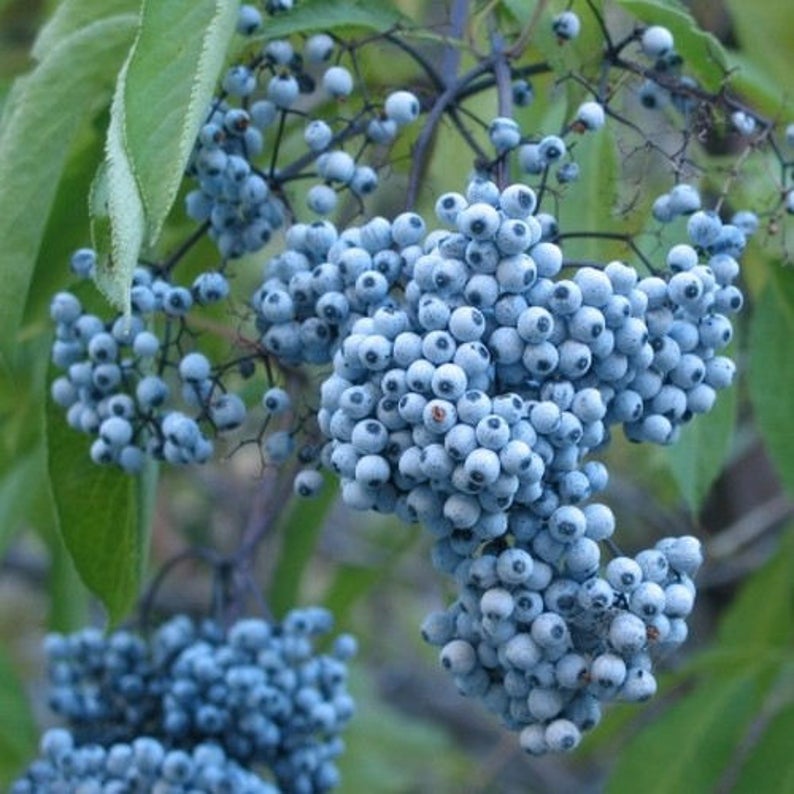ELDERBERRY 'Blue' --Sambucus caerulea--