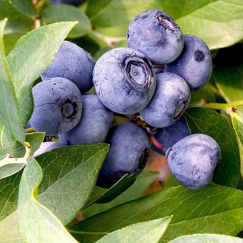 ELDERBERRY 'Blue' --Sambucus caerulea--