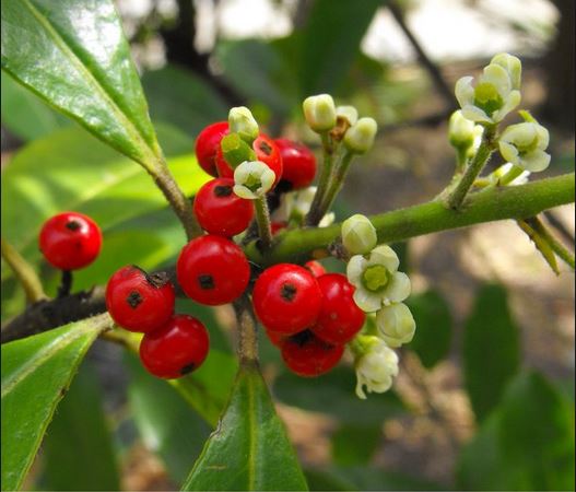 YERBA MATE --Ilex paraguariensis--