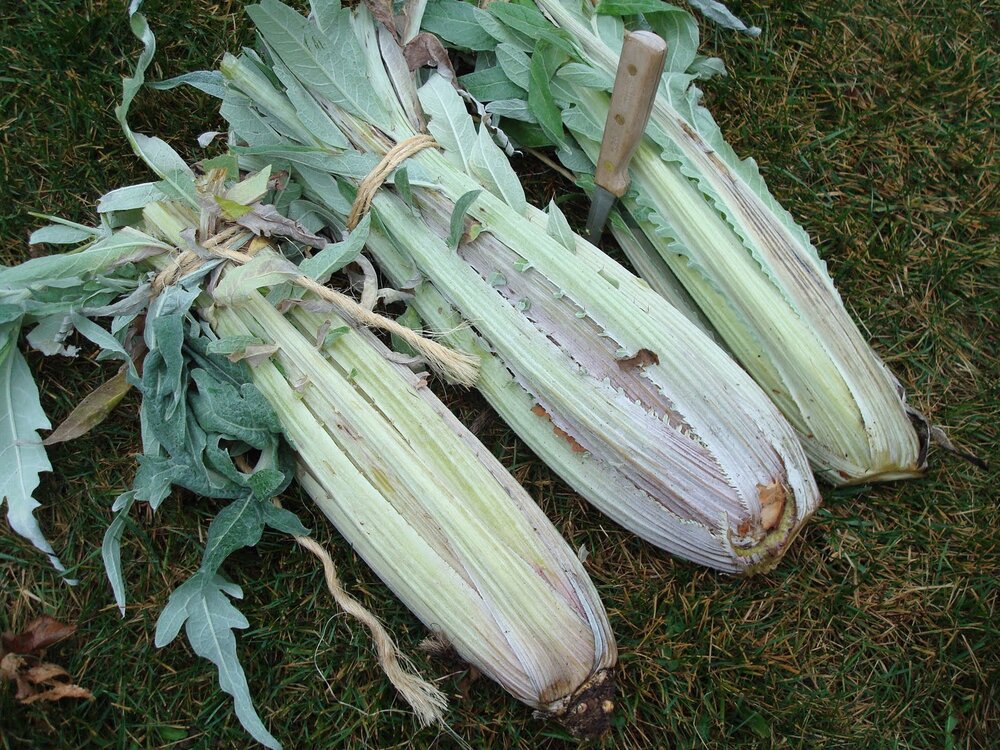 ARTICHOKE 'Gobbo Di Nizzia Cardoon'