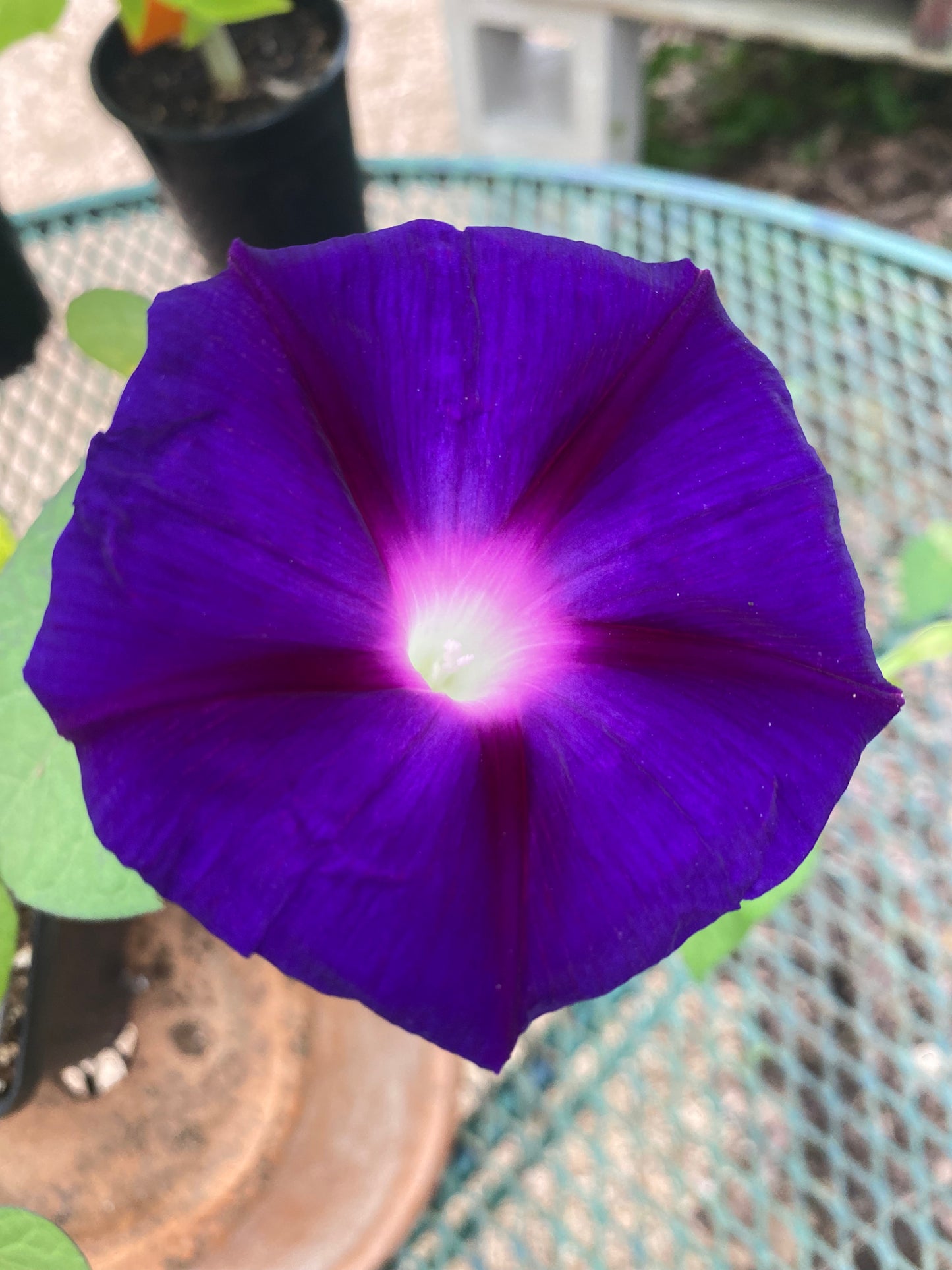 MORNING GLORY 'Grandpa Ott'