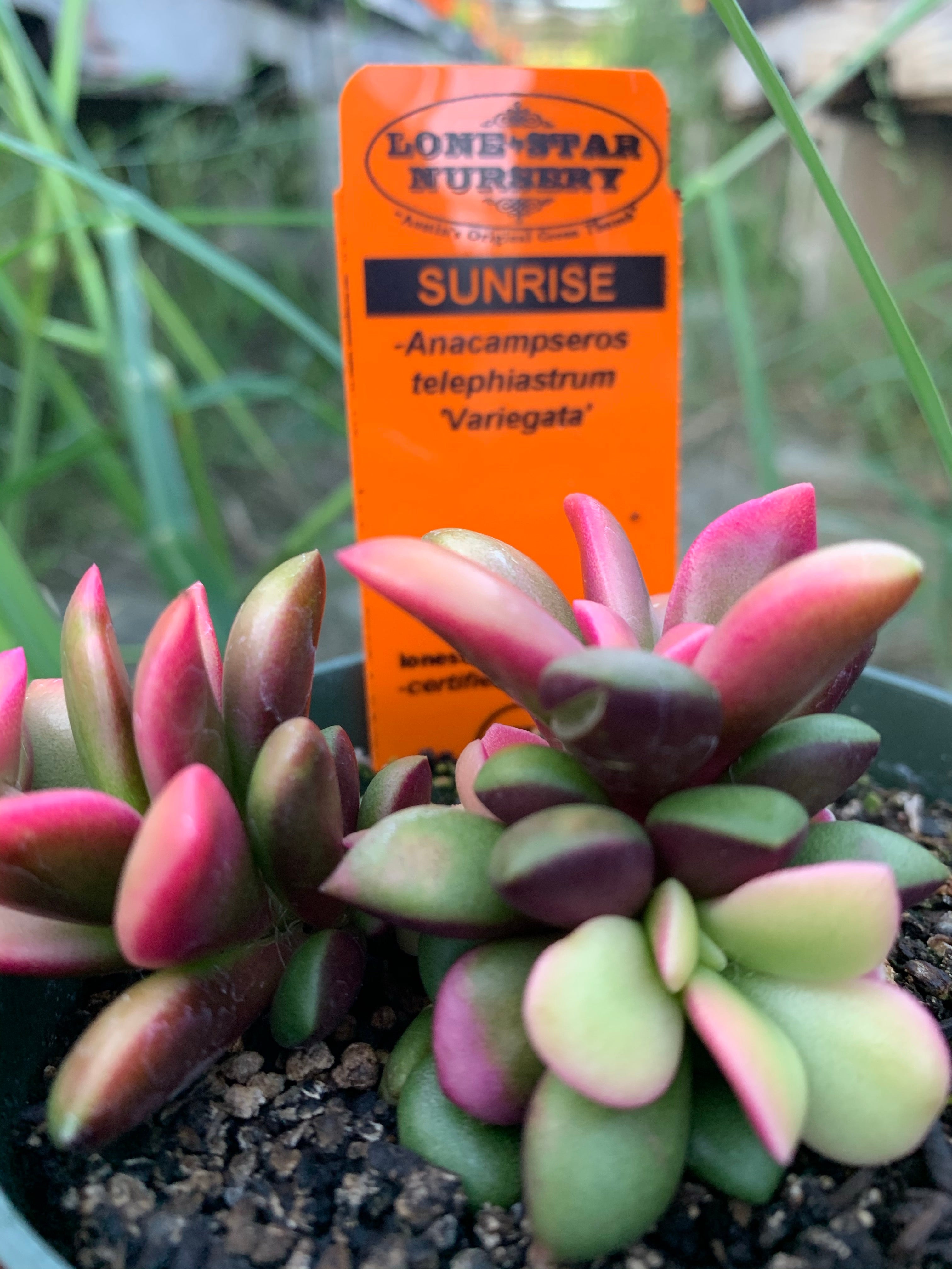 anacampseros succulent Anacampseros telephiastrum f variegatum --Sunrise--