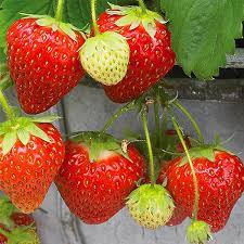 STRAWBERRY 'Seascape Everbearing' --Fragaria x ananassa--