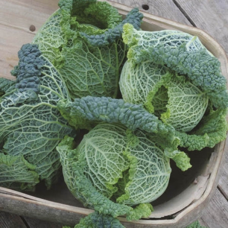 CABBAGE 'Alcosa'
