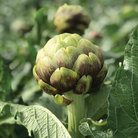 ARTICHOKE 'Imperial Star Purple'